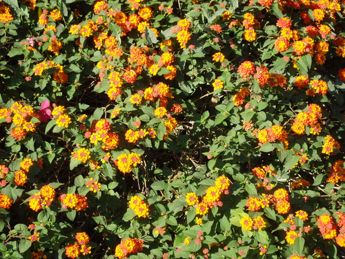 Lantana.